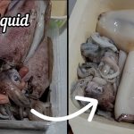 Easy Steps to Clean Squid for Various Dishes: A Comprehensive Guide
