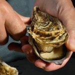 Mastering Oyster Shucking: A Comprehensive Guide to Opening Fresh Oysters Safely and Easily
