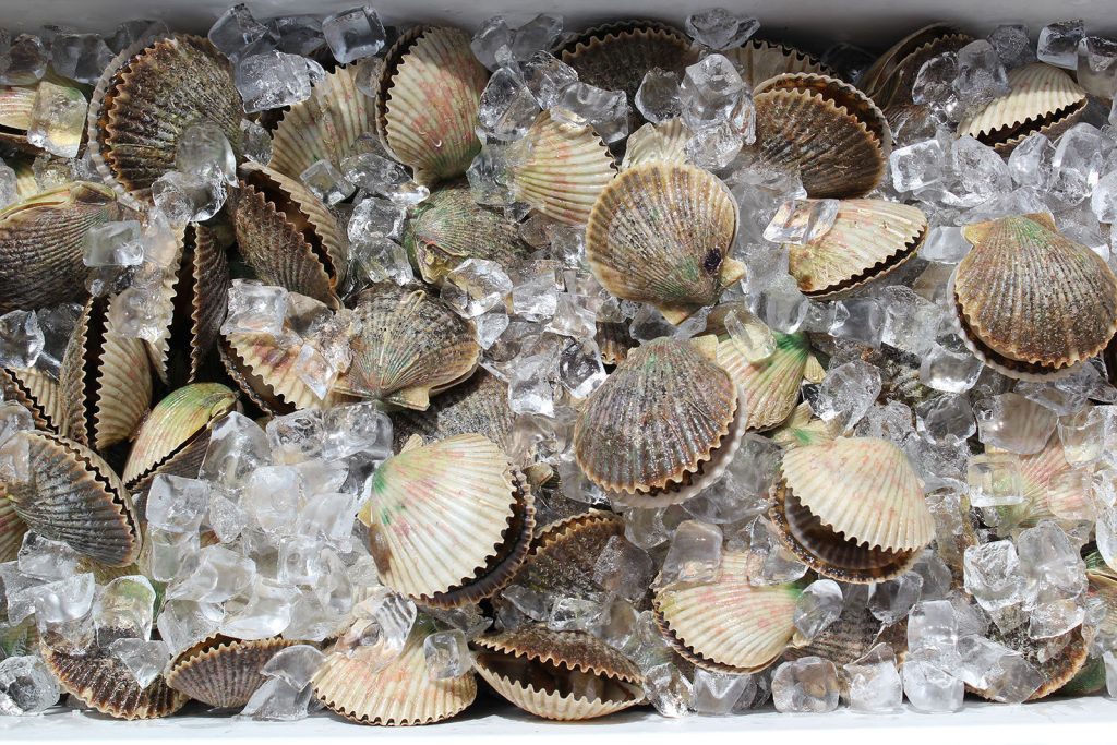 Mastering Scallop Cleaning: Expert Tips to Eliminate Any Fishy Odor
