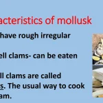 Mastering the Mollusk: Your Complete Guide to Cooking Oysters