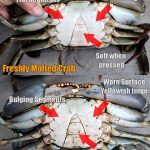 The Ultimate Guide to Choosing Fresh and Plump Live Crabs