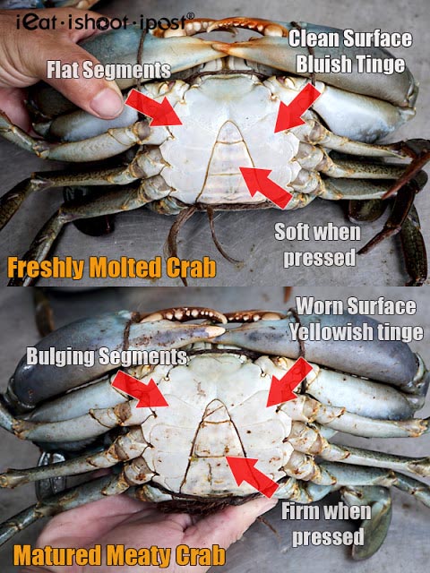 The Ultimate Guide to Choosing Fresh and Plump Live Crabs