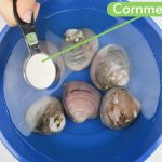 The Ultimate Guide to Thoroughly Cleaning Blood Clams (Kerang Dara): A Masterclass in Seafood Preparation