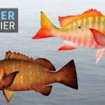 How to Cook Snapper: The Complete Guide to Perfect Fish