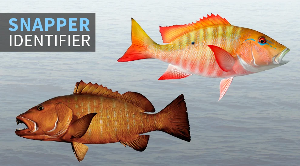 How to Cook Snapper: The Complete Guide to Perfect Fish