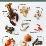 Unlock the Ocean’s Bounty: Mastering Shellfish Opening Techniques Without Damaging the Meat